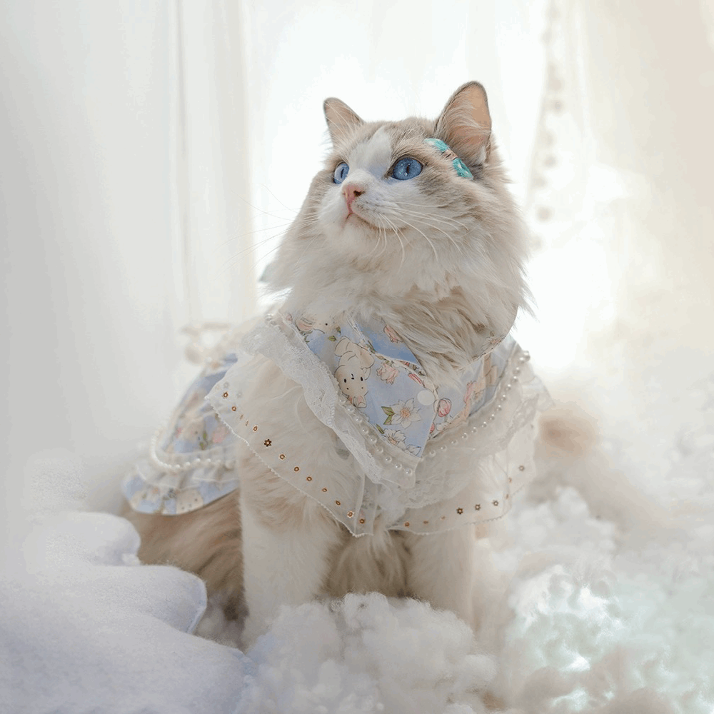 Cats and Dogs Pet Dress