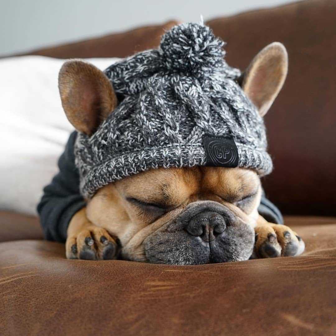 Knitted Puffy Dog Hat