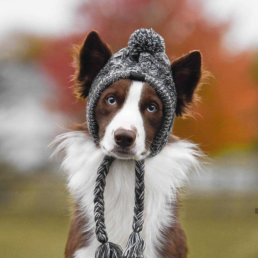 Knitted Puffy Dog Hat