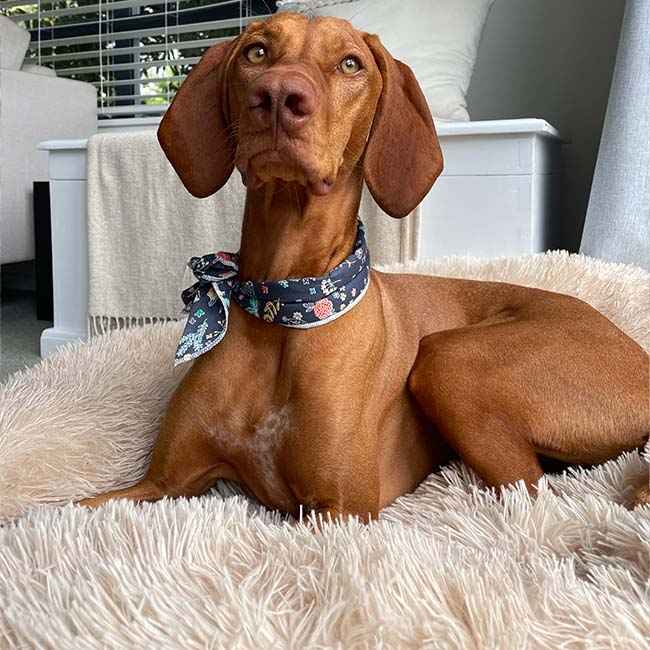 Brooklyn® Deep Sleep Pet Bed Beige