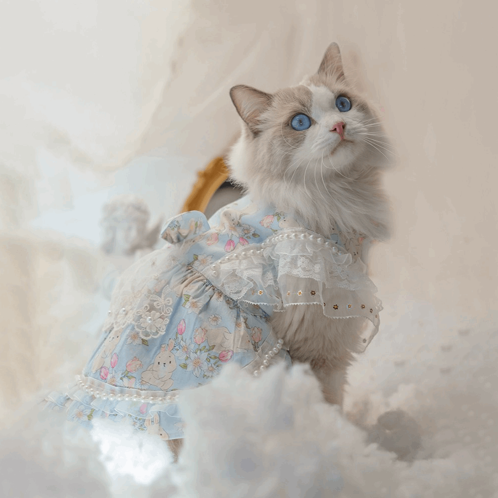 Cats and Dogs Pet Dress